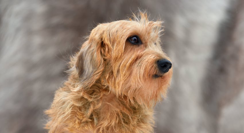 The Future of the Wirehair Dachshund Bree